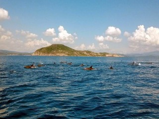 Đàn cá heo hàng trăm con bơi tung tăng trên vùng biển Phú Yên